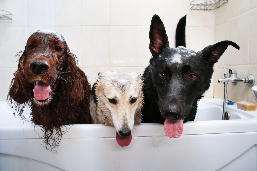 3 dogs of different breeds with their tongues out standing up in bathtub