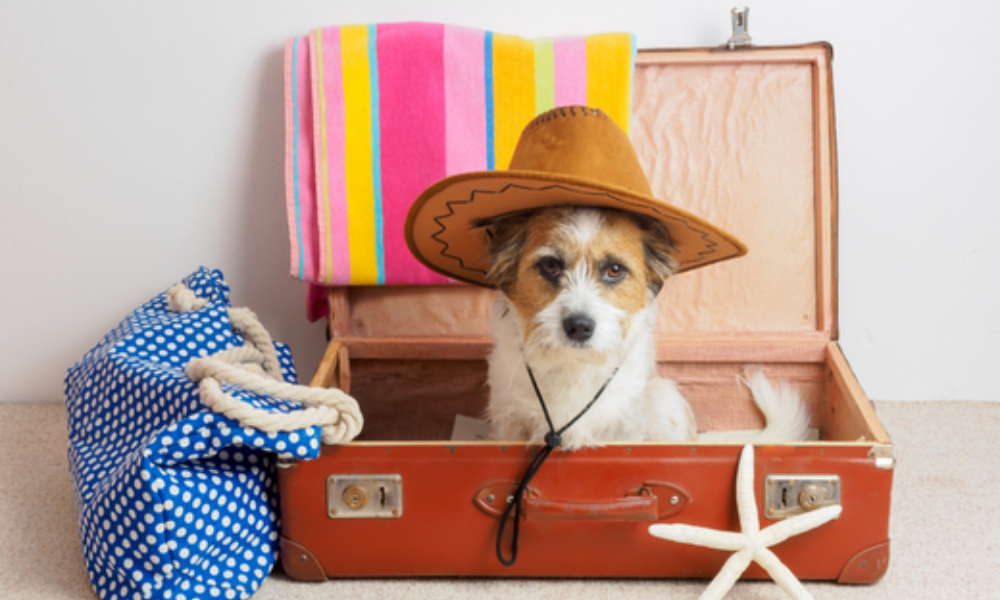 How to Travel With Your Pet