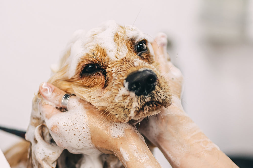 woman's sudsy hands cradling dog's face as they shampoo the dog