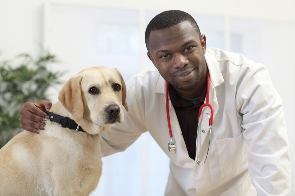 5 Things Vets Recommend For Pets