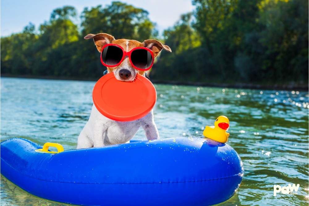 How To Keep Your Dog COOL this Summer