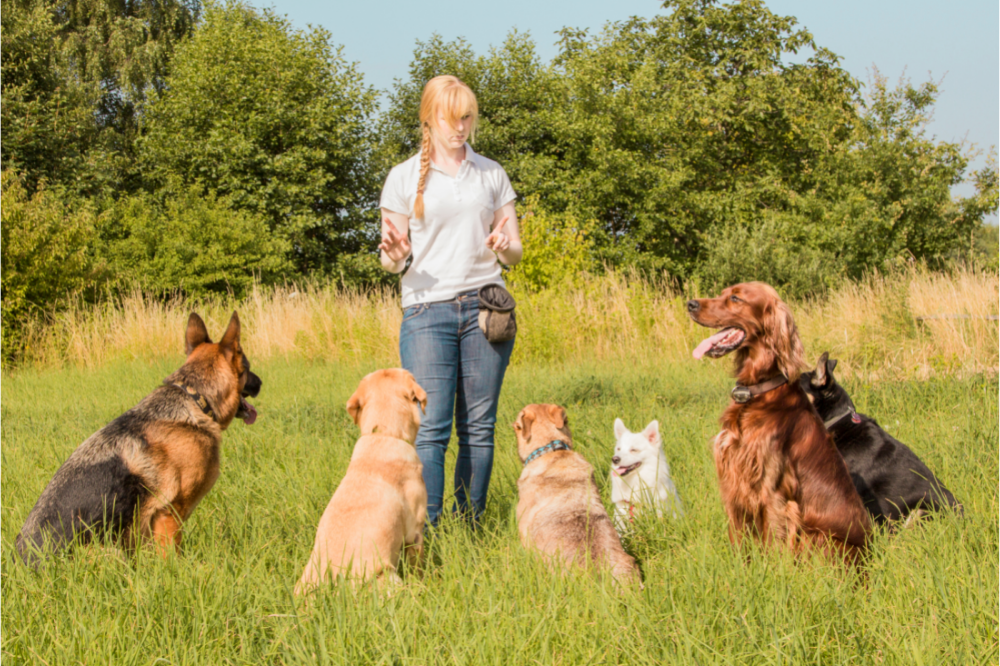 woman stands in grass with 6 dogs sitting in front of her