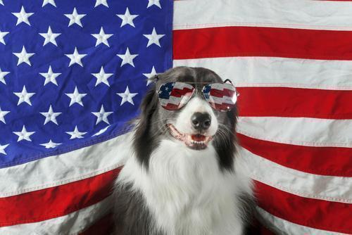 How To Keep Your Dog Safe This July 4th