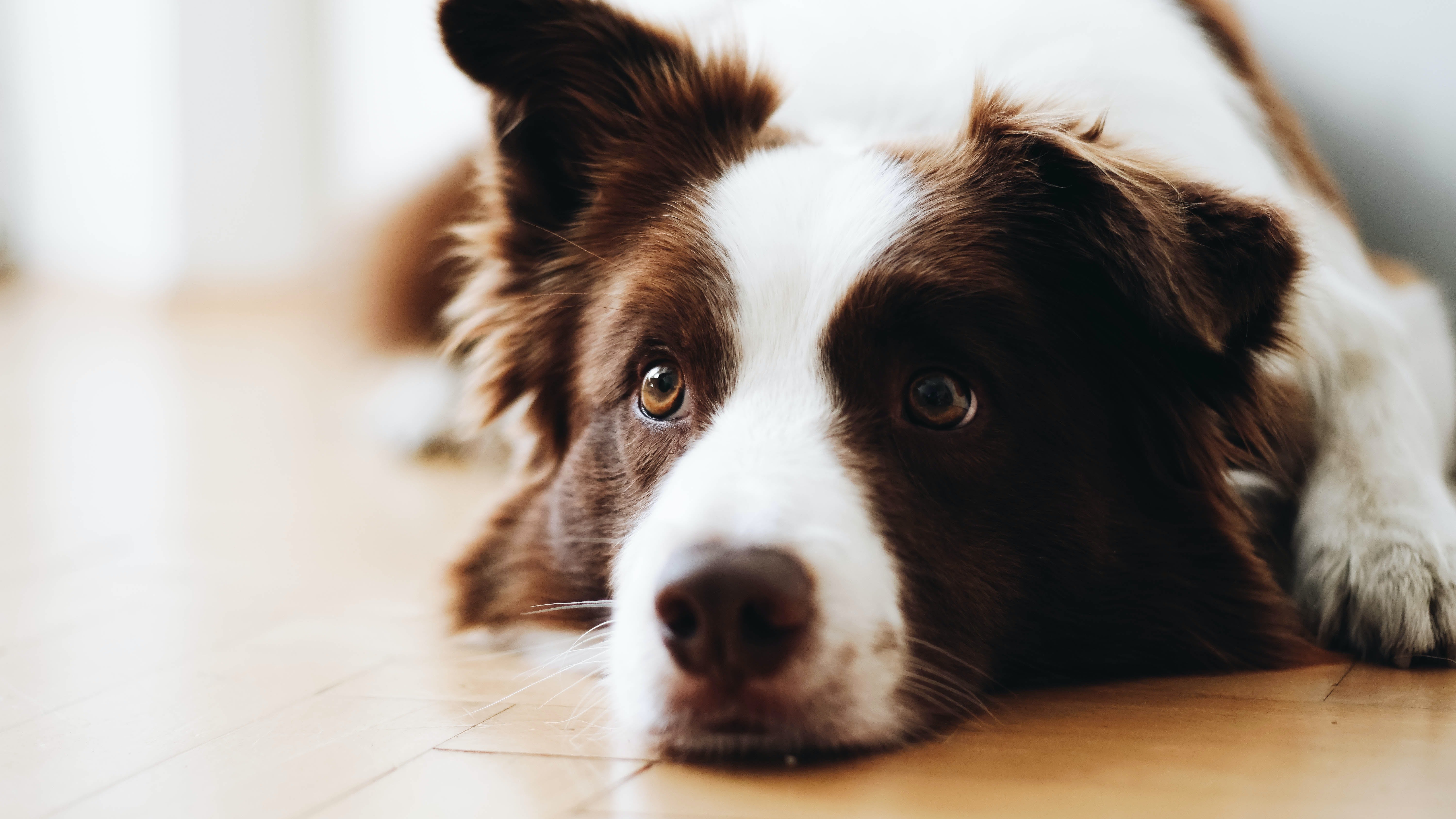 Border Collie lying down