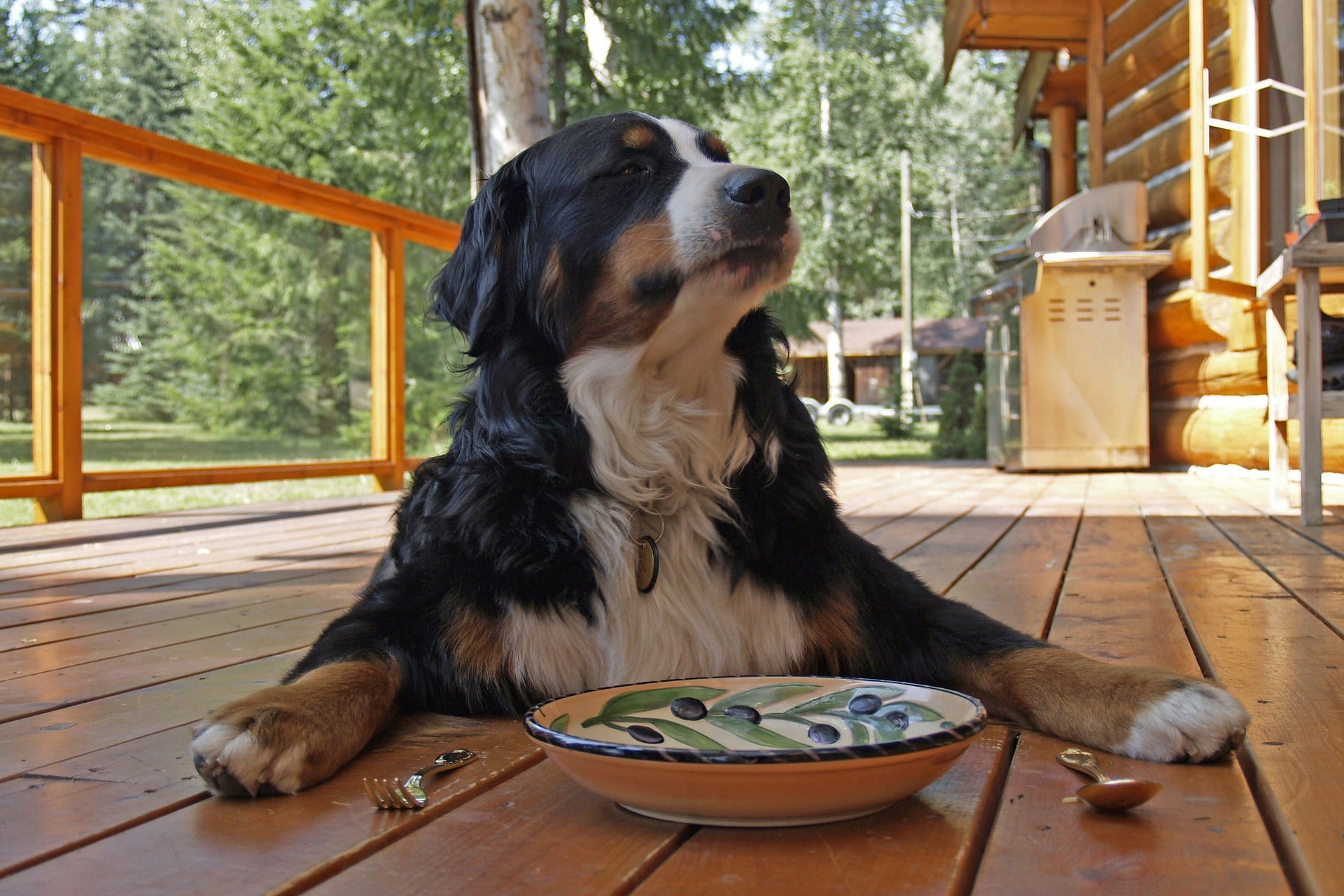 A Bernese Mountain Dog enjoys their breakfast on the back deck of a beautiful cottage.