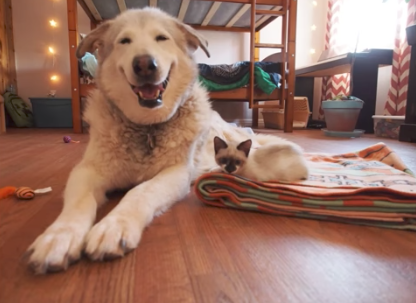 Dog Who Lost Cat BFF Was Depressed Until She Got 4 Foster Kittens