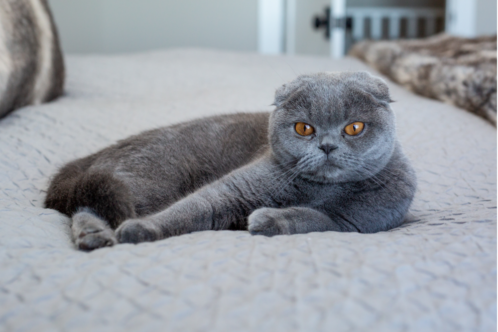 Russian Blue Cat on White Textile