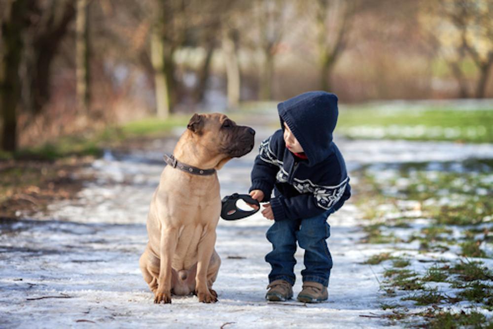 Toddlers Are More Similar To Dogs Than Chimps In Social Intelligence