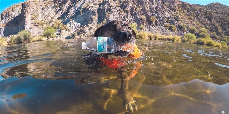 Chipper The Dog Loves To Recycle