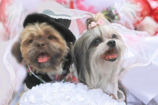 shih tzu wedding couple