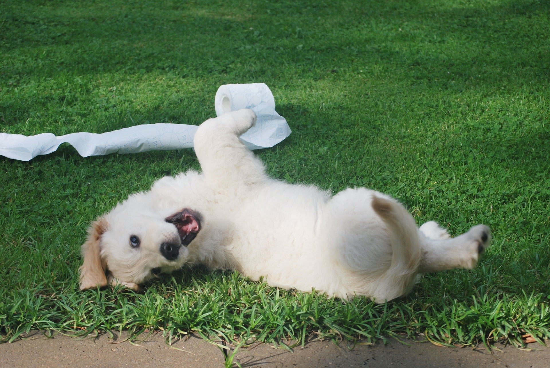 A white dog rolls around in the grass with a roll of toilet paper nearby 