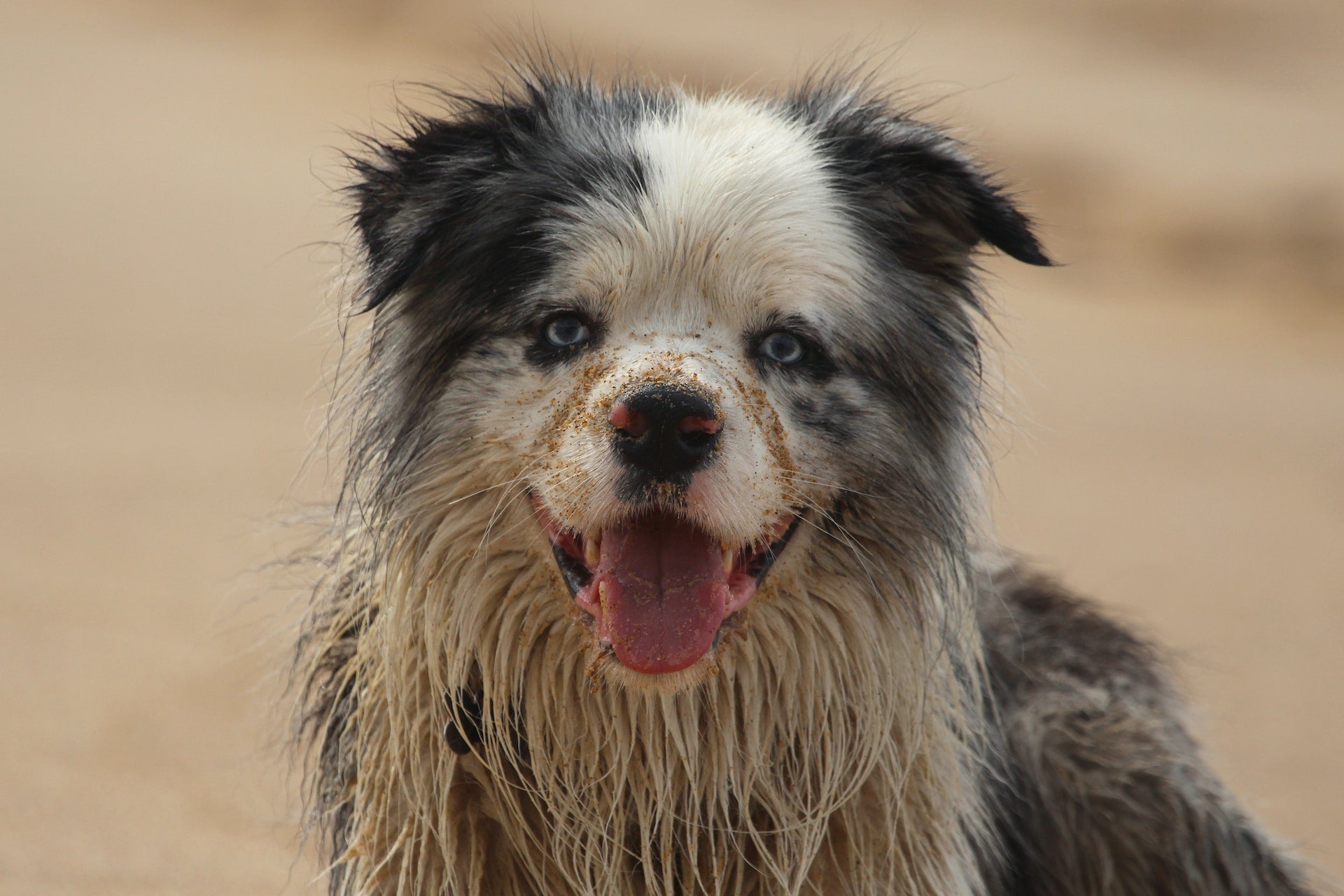 A dirty dog looks straight ahead