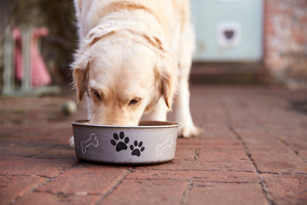 Dog eating dinner