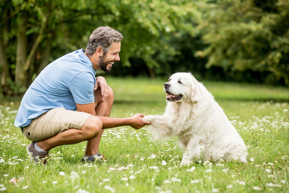 Pawsitively Spring: How to Refresh Life for You & Your Pet