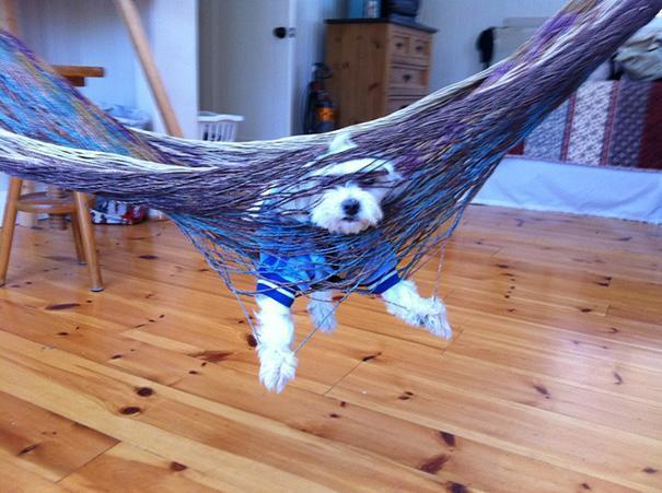 Little dog stuck in indoor hammock