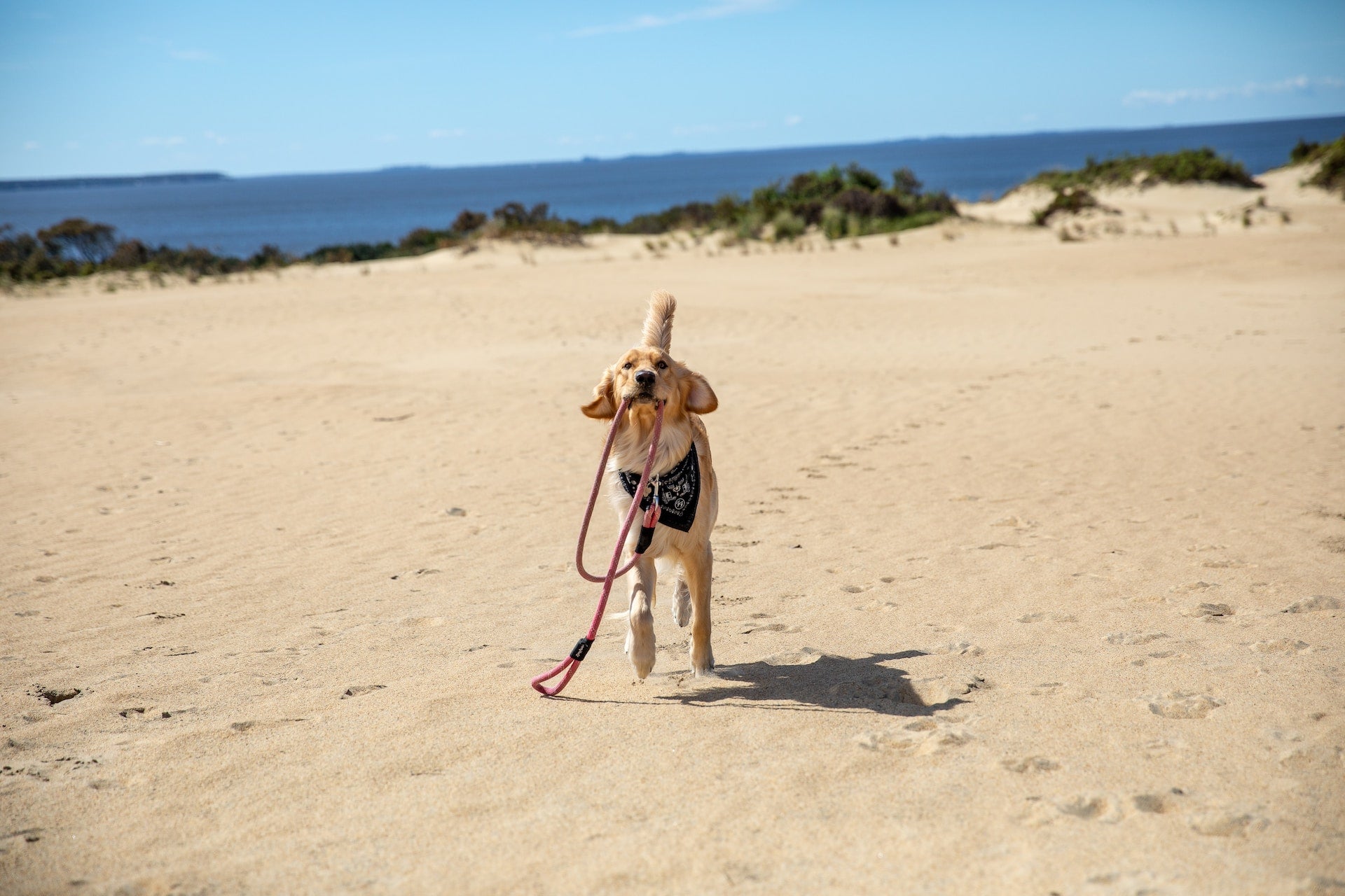 A dog runs along the beach with its leash in its mouth