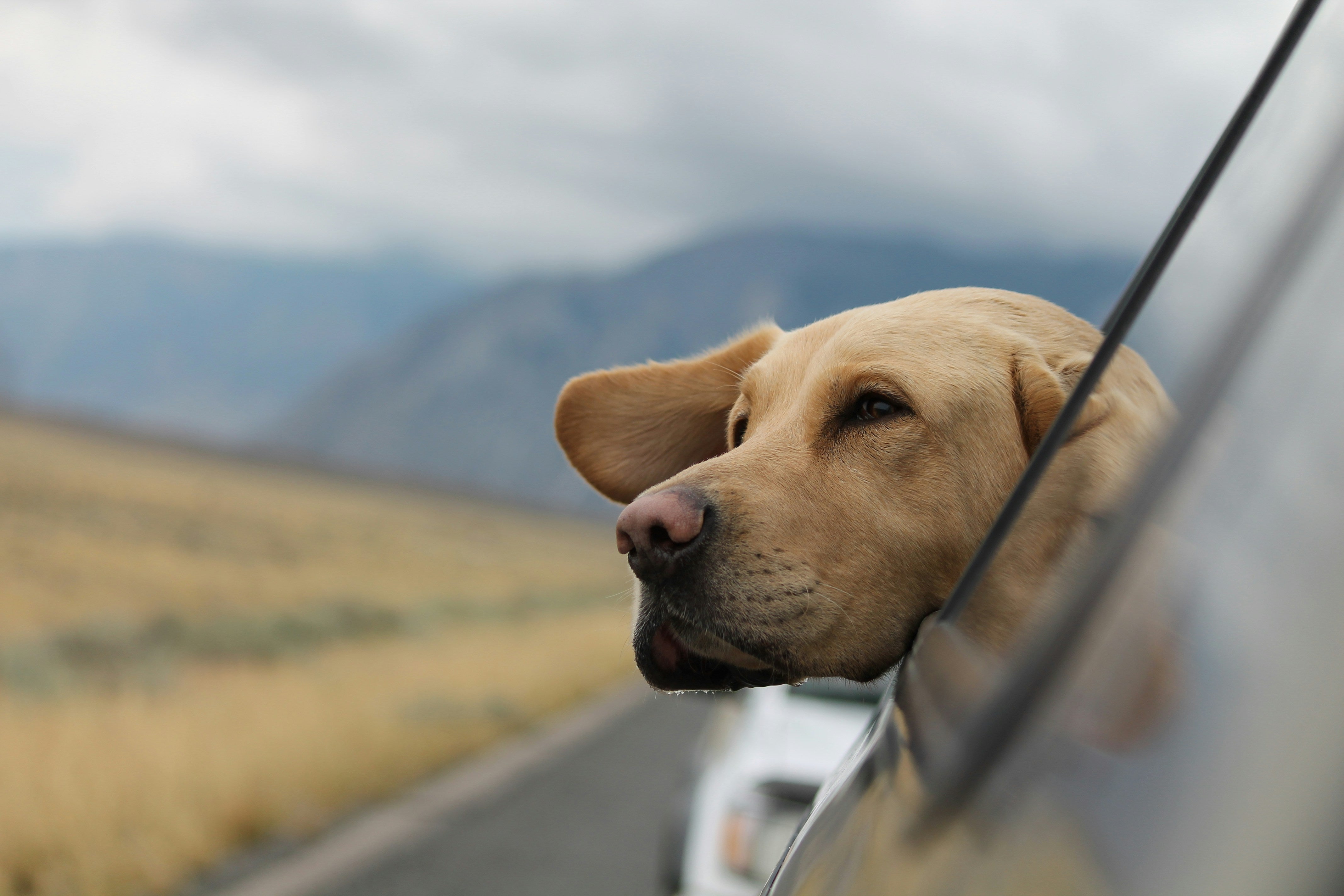 Traveling with Dogs: Tips for a Stress-Free Journey