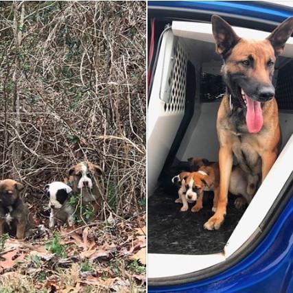 State Trooper & His K9 Partner Rescue Abandoned Puppies