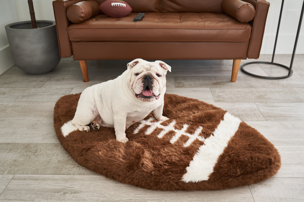 bulldog on football shaped sports bed