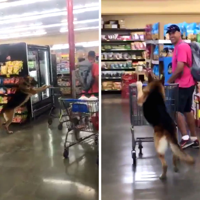 Watch: Dog Spotted Pushing Cart in Grocery Store