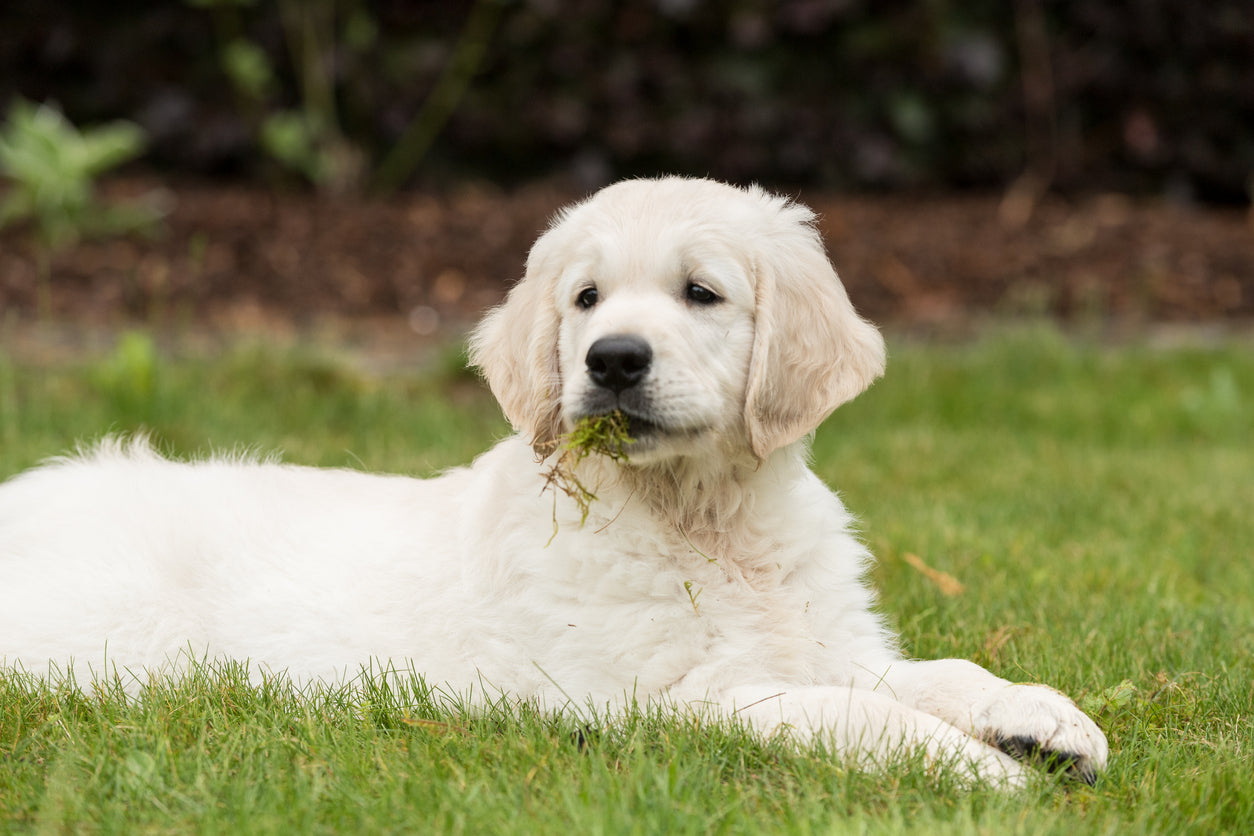 9 Reasons Why Dogs Eat Grass (and 9 Ways to Make Them Stop)