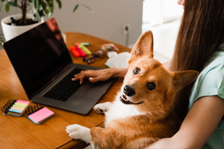 Should You Get a Puppy if You Work Full-Time? Challenges, Solutions, and a Schedule for Working Puppy Parents