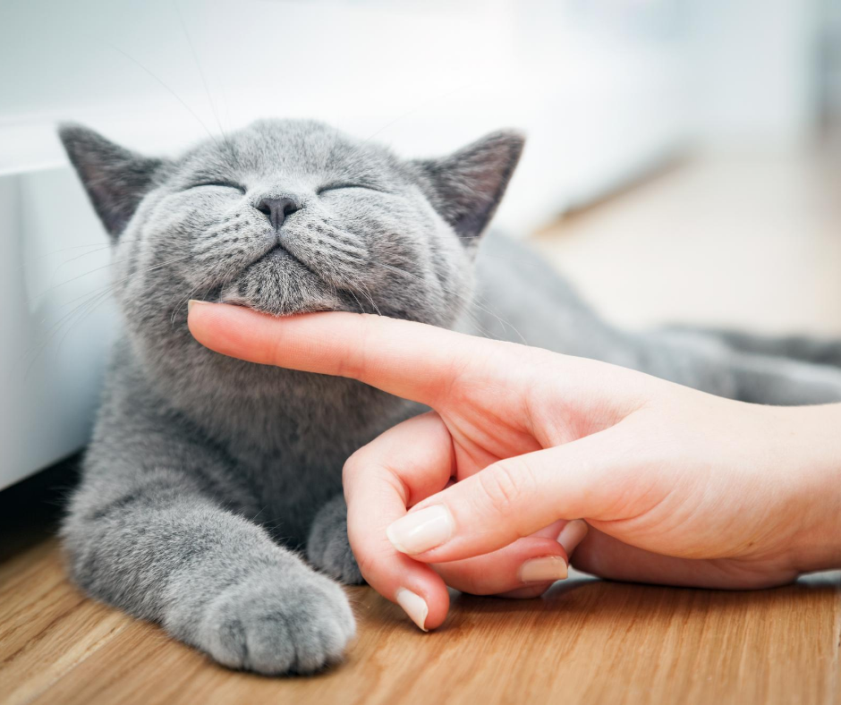 A cat enjoying some chin scratches, finally comfortable with its new home.