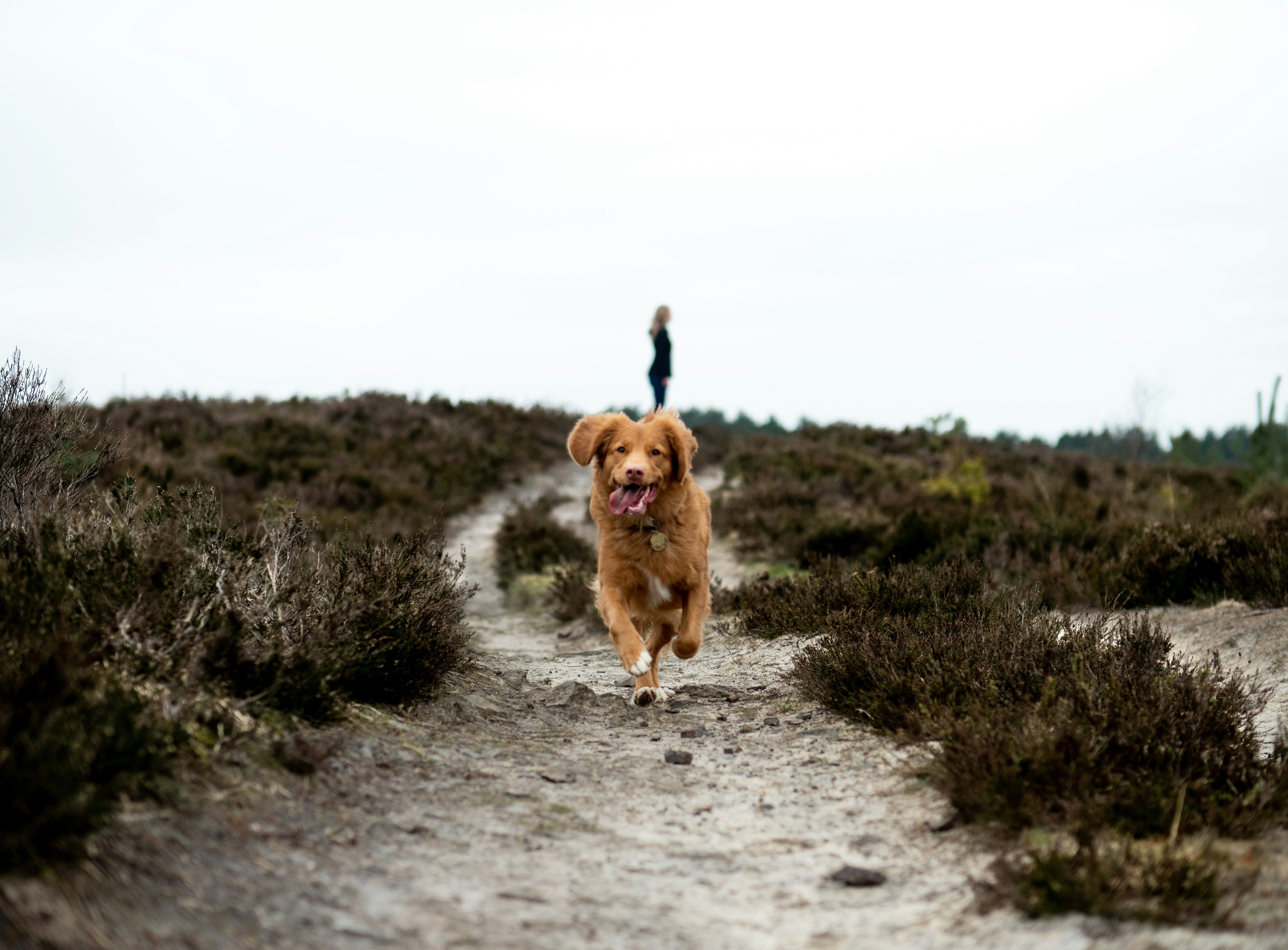 Unleashing Potential: How Pet Fitness Routines Can Transform Your Pet’s Life