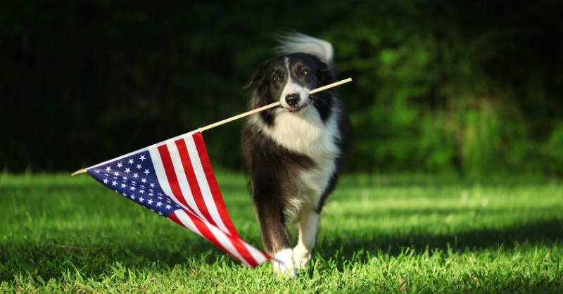 How To Keep Your Dog Safe This Labor Day Weekend