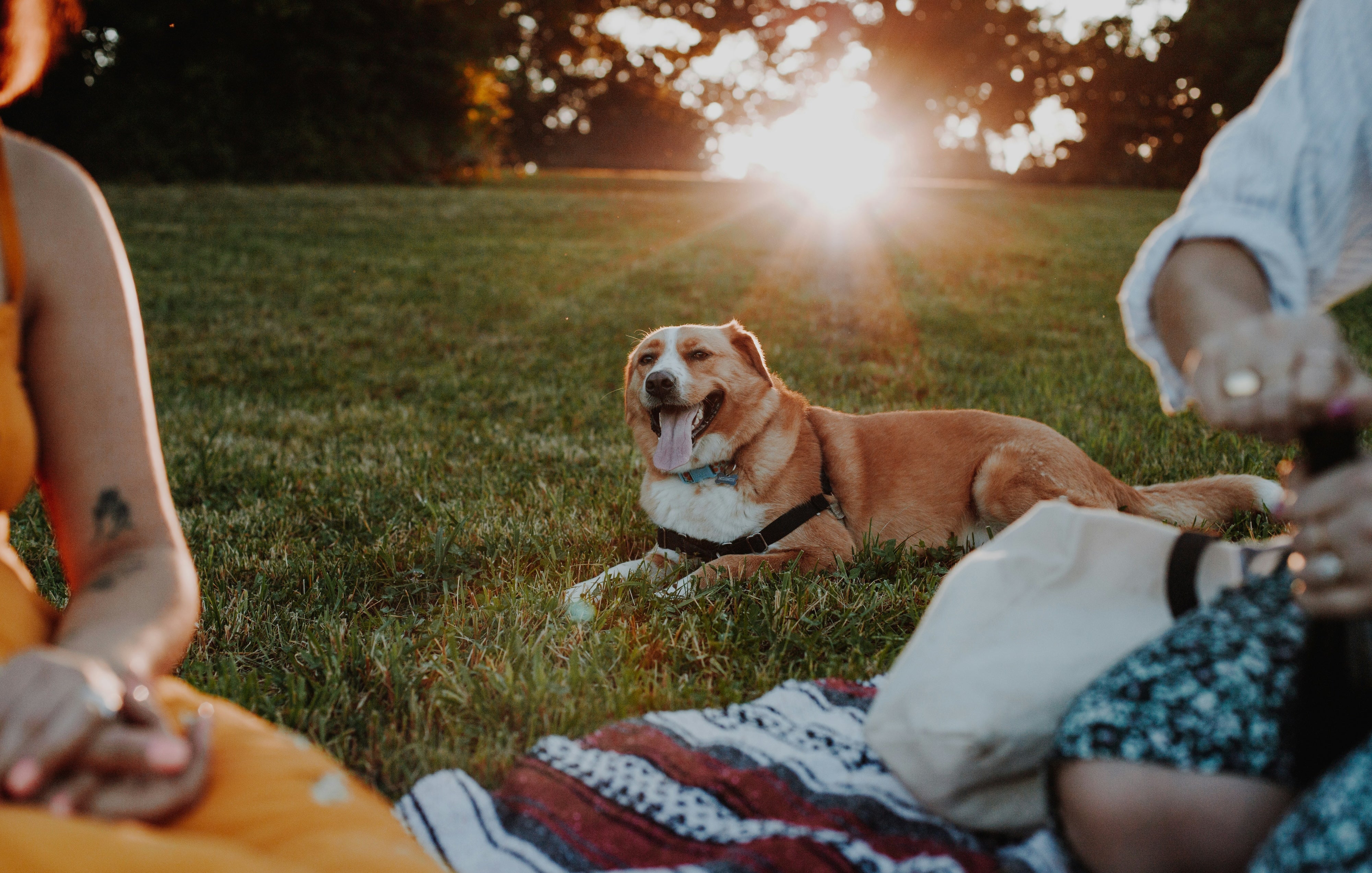 Creating a Pet-Friendly Memorial Day Celebration: Tips for Including Your Dog