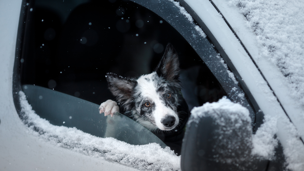 4 Tips For Traveling With Your Pet This Winter