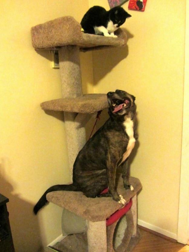 10 Dogs Who Think They’re Cats