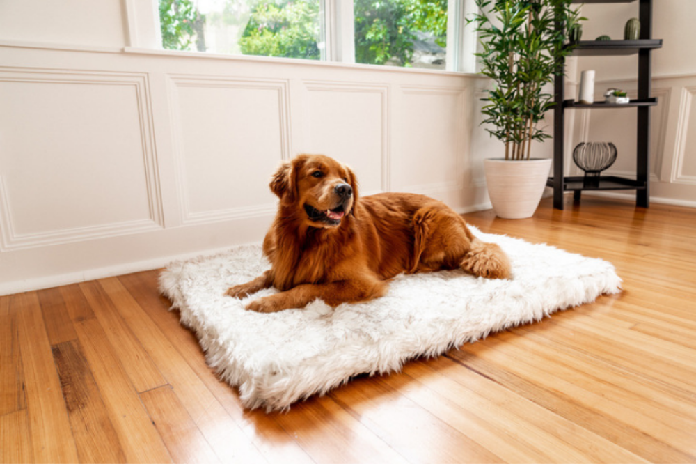 How to Properly Wash Dog Beds