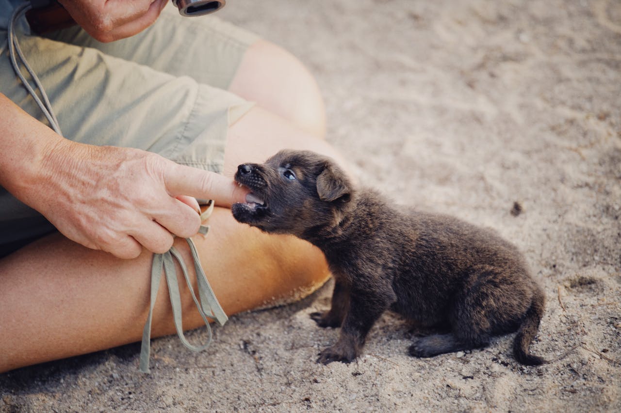 A small black puppy bitting a finger