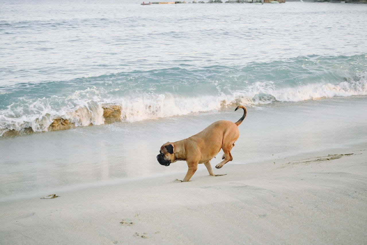 A brown dog walking in circles at the beach