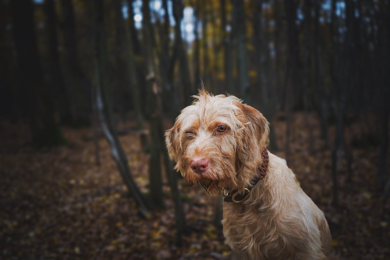 A large brown dog in the forest