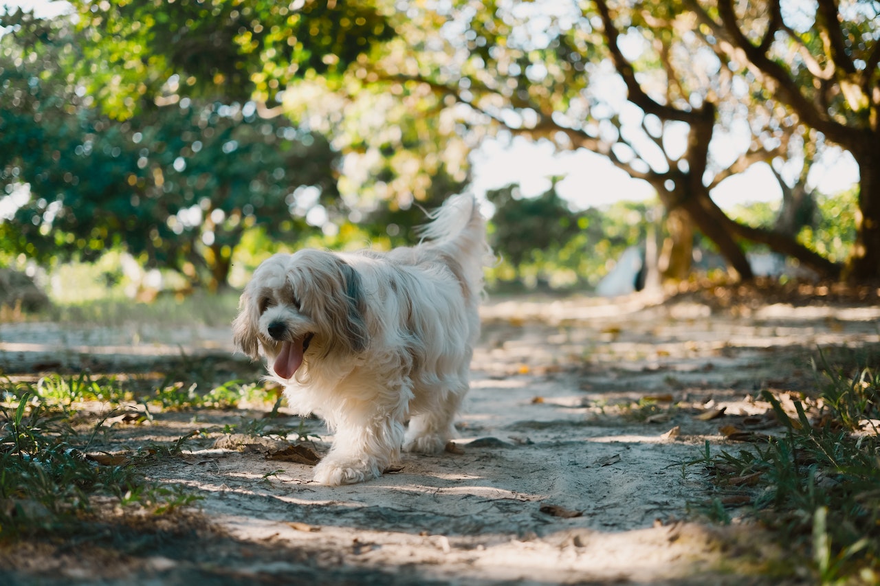 A fluffy white dog walking on a path at the park