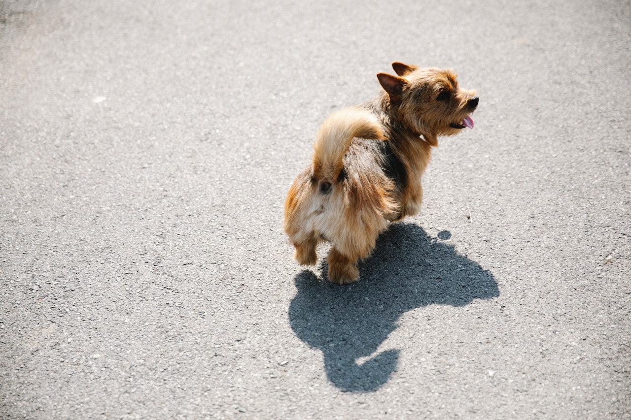 A small cute dog walking on a sidewalk