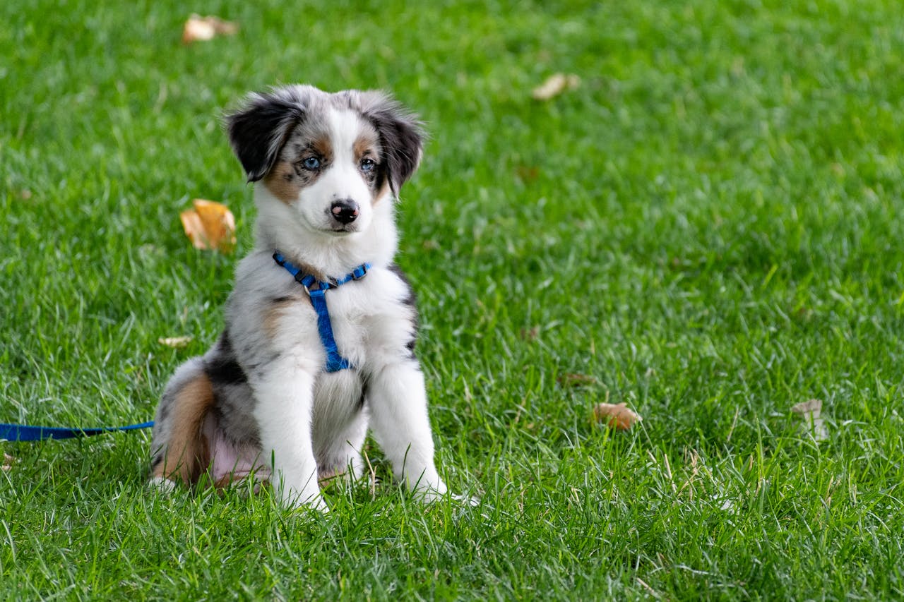 An Australian shepherd puppy