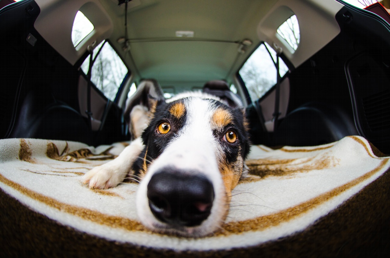 A cute dog lying down on a rug in the back of a van