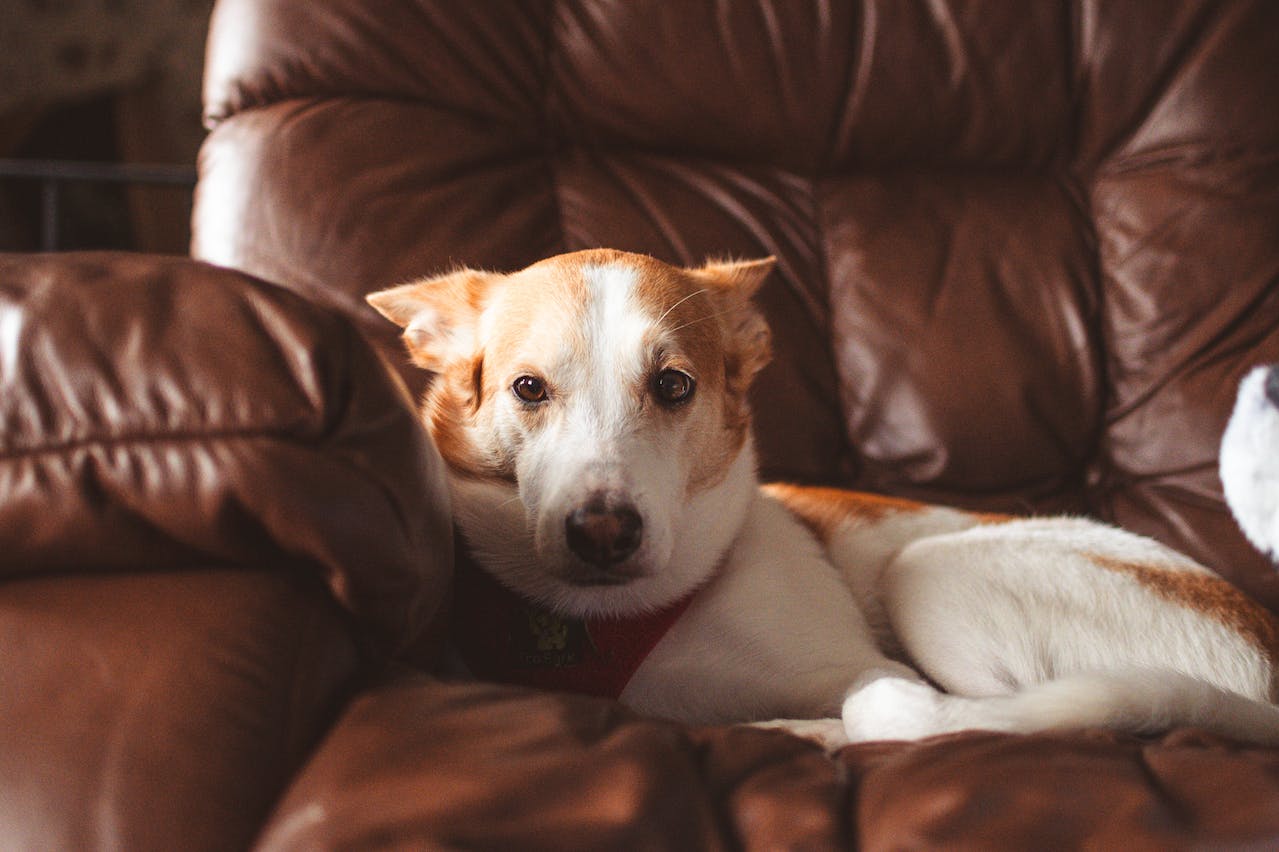 How to Remove Dog Pee Stains from Your Couch