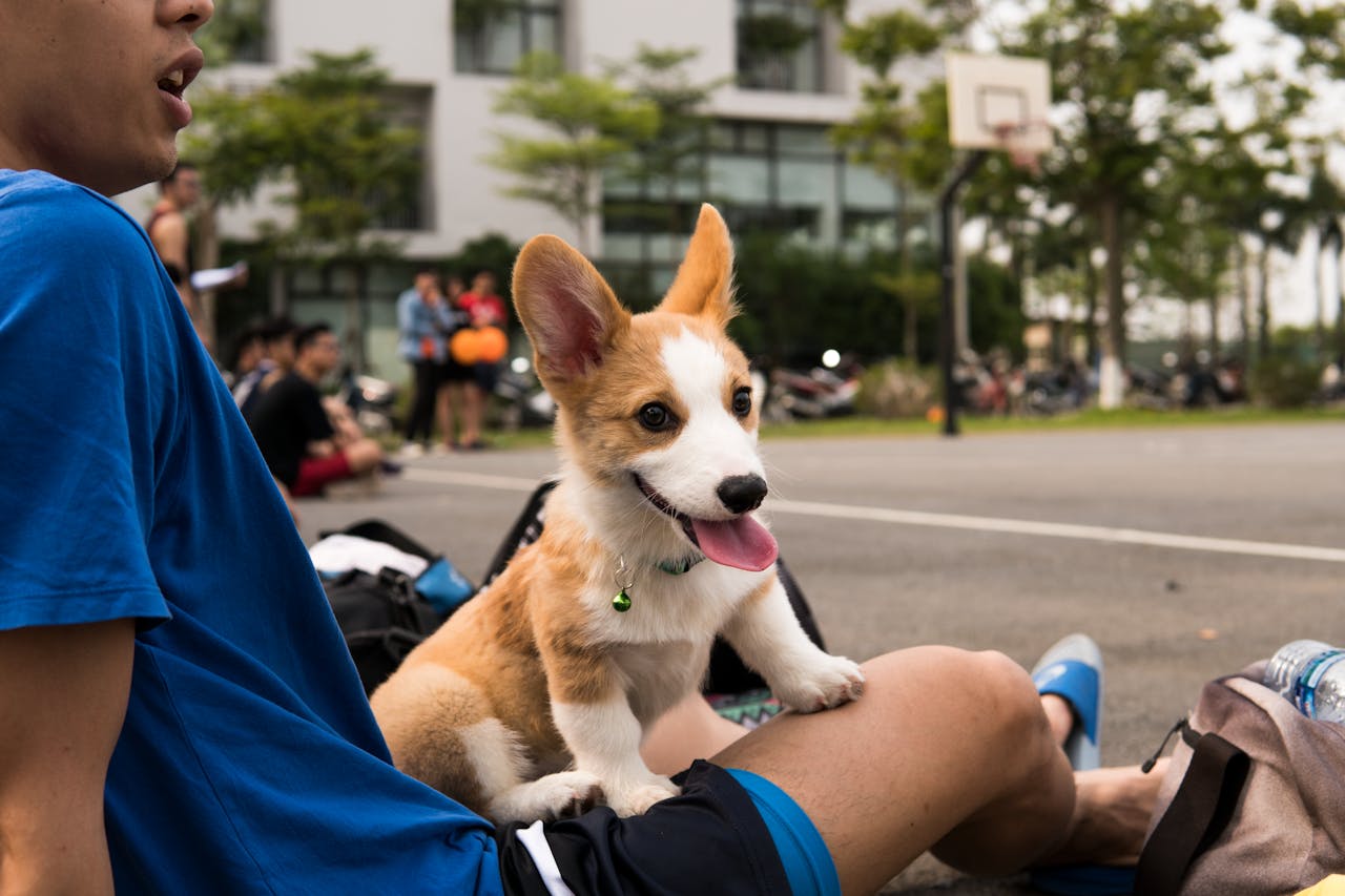 A small dog with his hears back