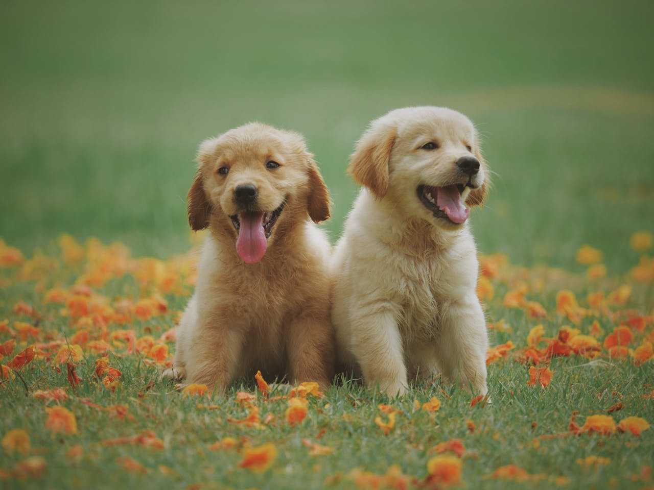 puppies sitting down in a field