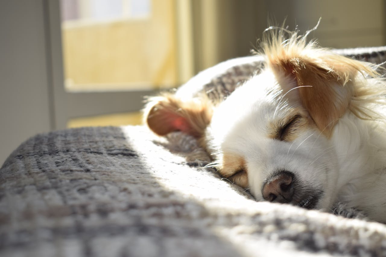 A dog sleeping comfortably in the sun