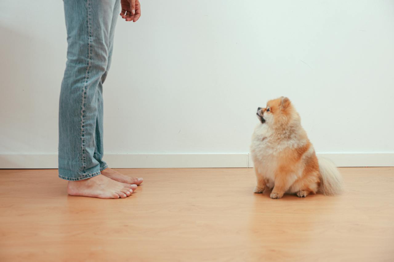 A small Pomeranian dog looking up at his owner