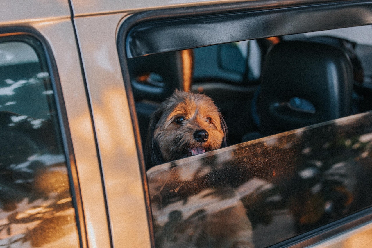 A small dog sticking his head out the back window of a car