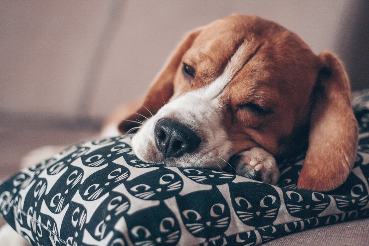 A dog sleeping on a cat pillow