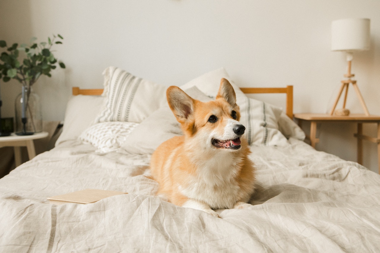 A Small Corgi Lying Down In Bed