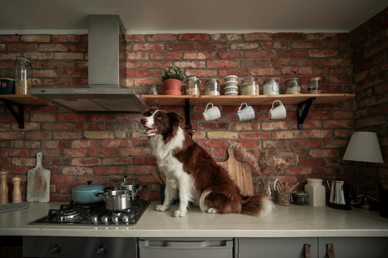 a dog sitting on a kitchen counter