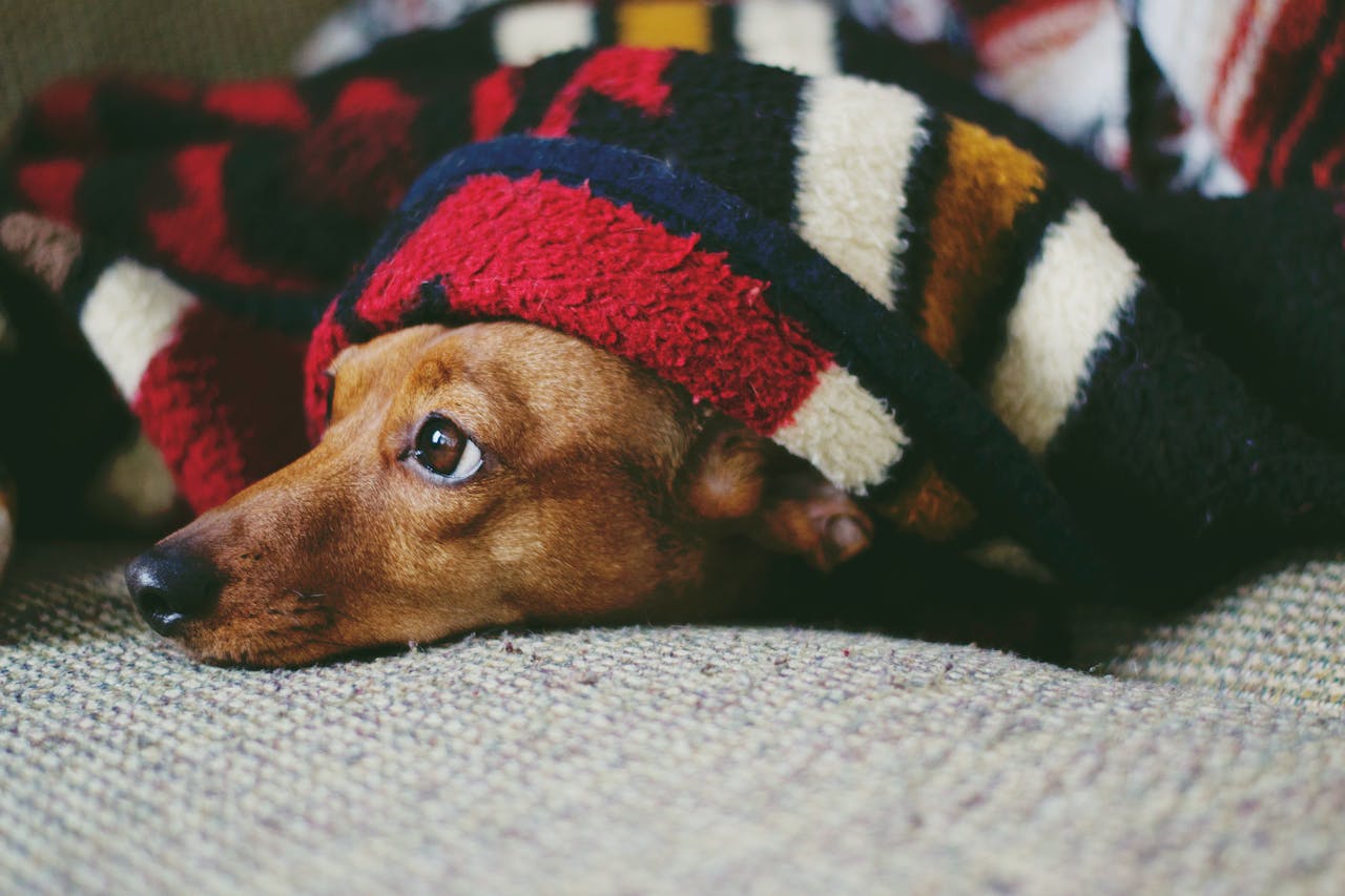 A small brown puppy covered in a Paw Waterproof Throw Blanket 